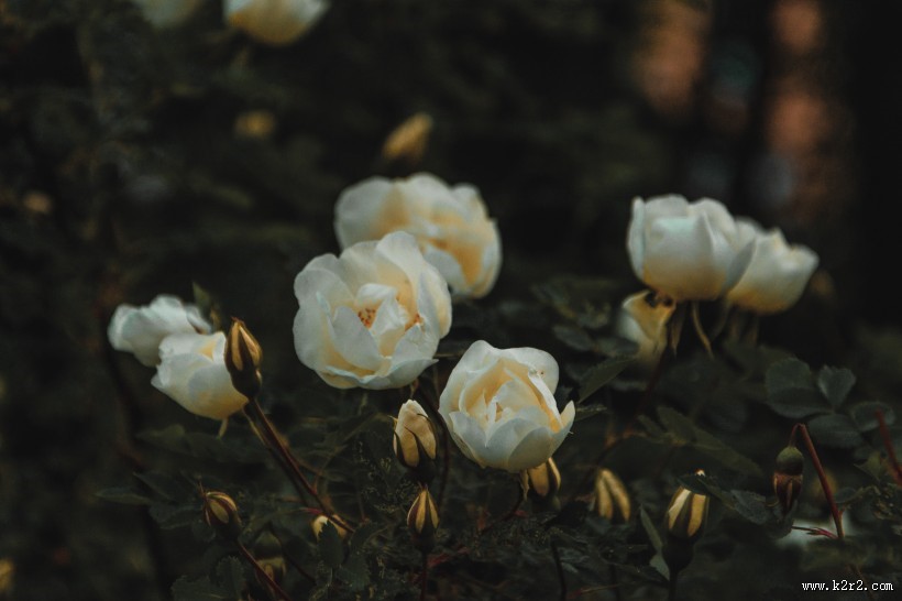 白色的花朵图片