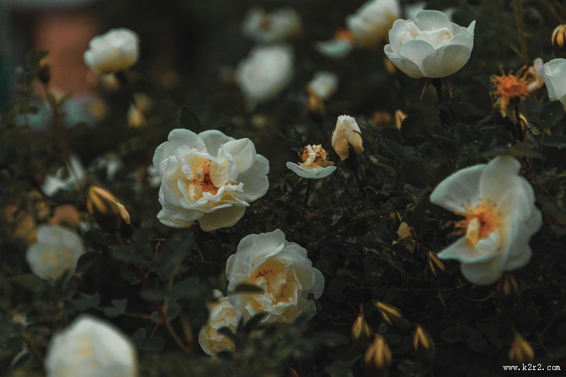 白色的花朵图片