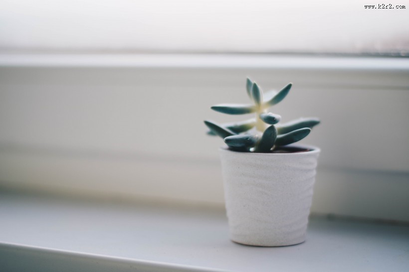 多肉盆栽的图片