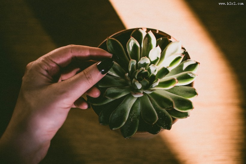 多肉盆栽的图片