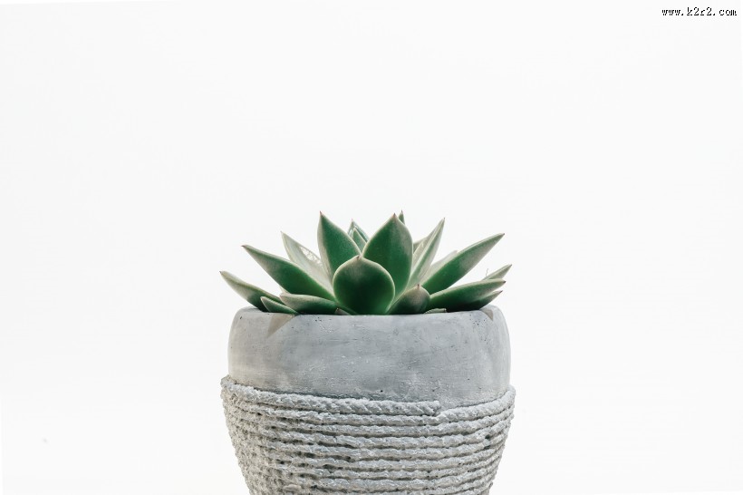 多肉盆栽的图片