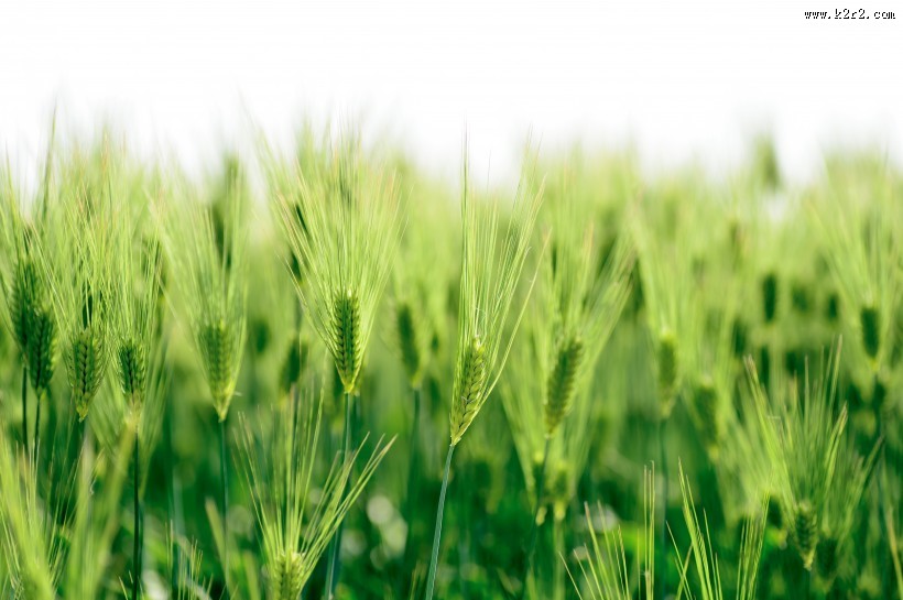 绿色的小麦图片大全