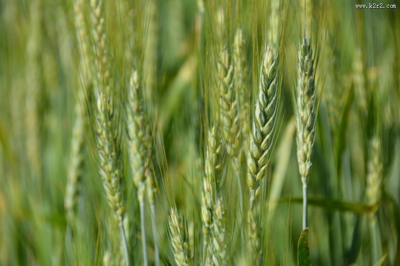 绿色的小麦图片大全