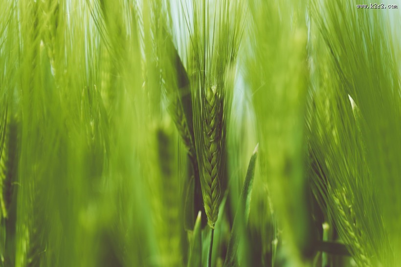 绿色的小麦图片大全