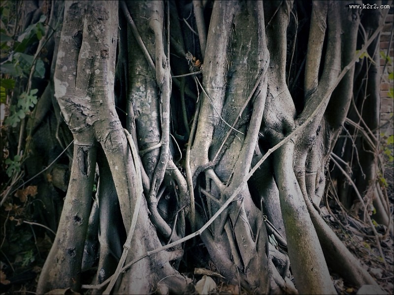 奇形怪状的树根图片
