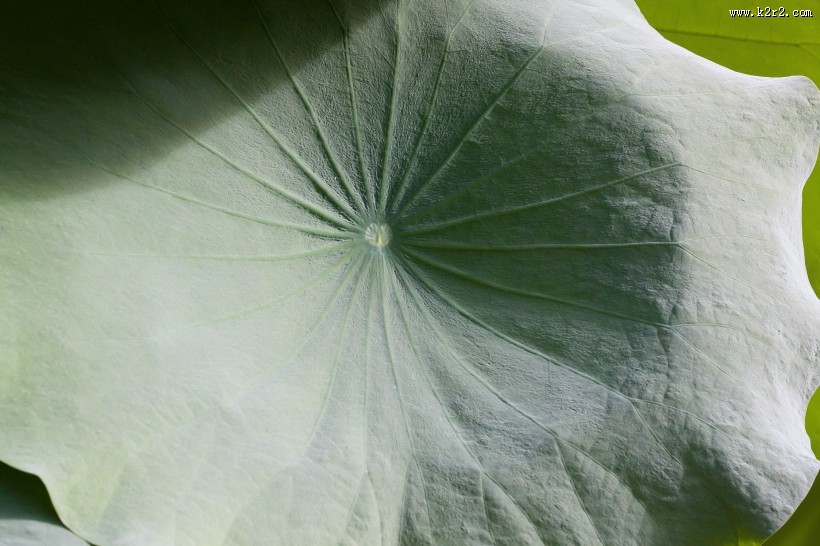 绿色清新的荷叶图片