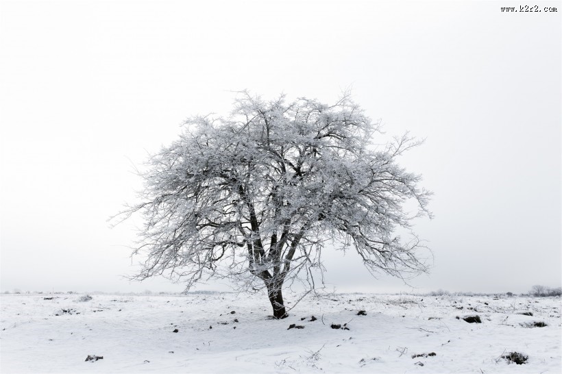 银装素裹的树图片