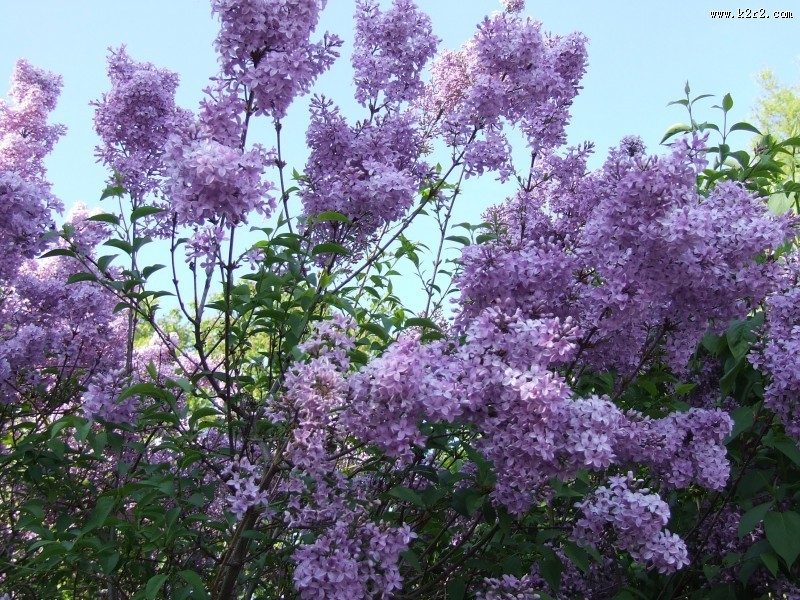 秀美的紫色丁香花图片