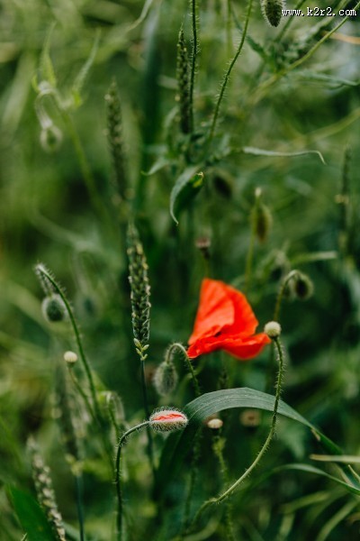 一片鲜红的罂粟花图片