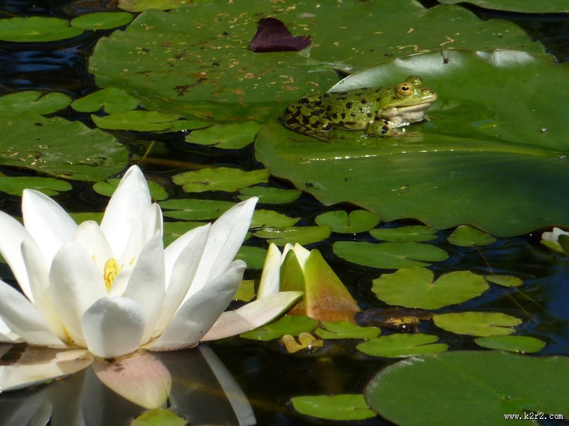 洁白的睡莲图片