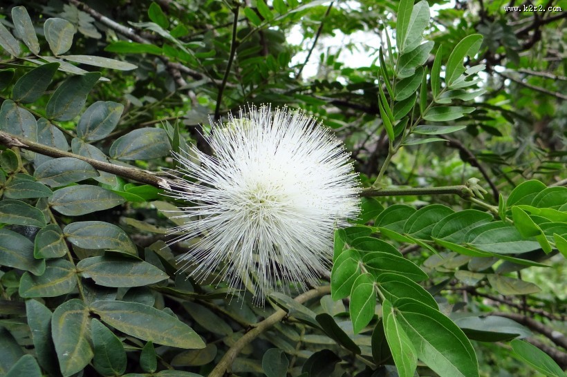 含羞草的花图片