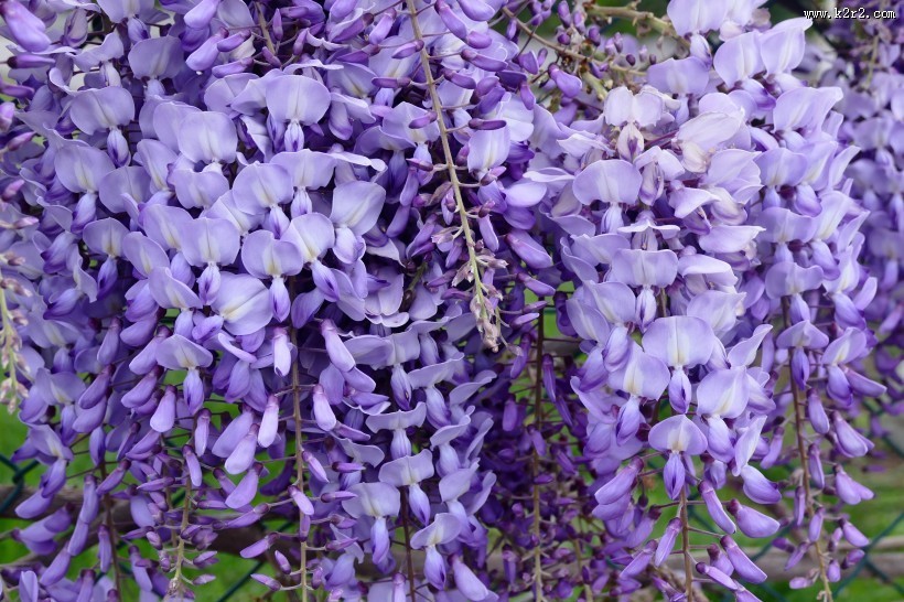 清新的紫藤花图片大全