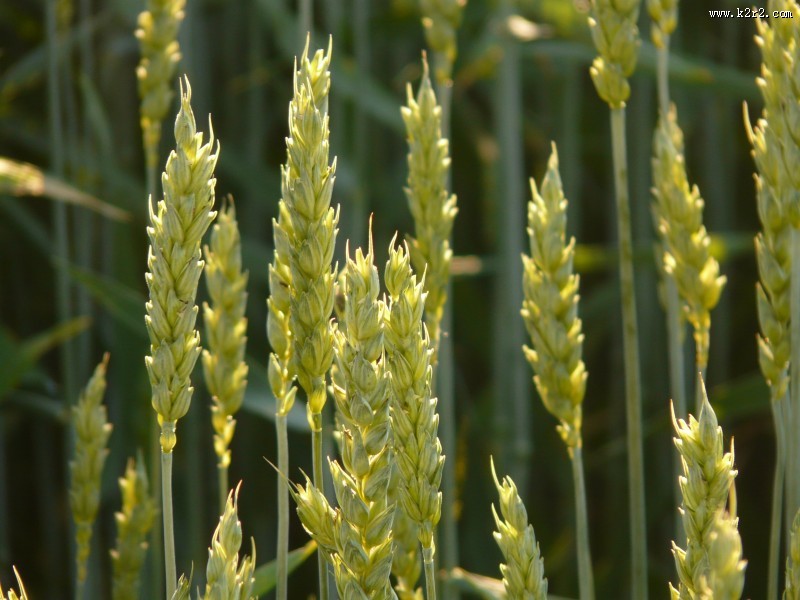 未成熟的小麦图片大全