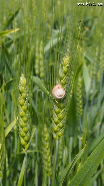 未成熟的小麦图片大全