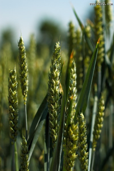 未成熟的小麦图片大全