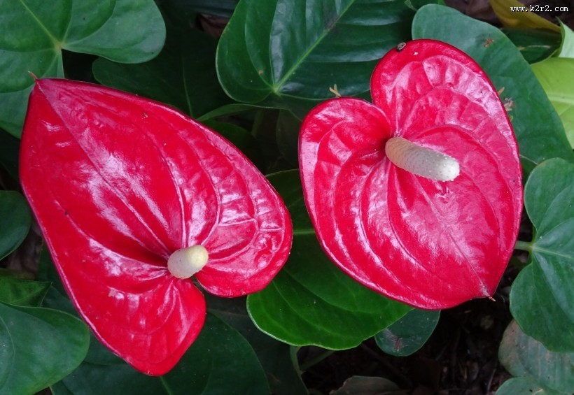 鲜艳的红掌花图片