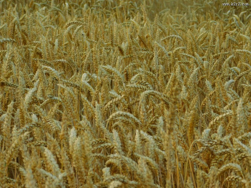 成熟的小麦图片大全