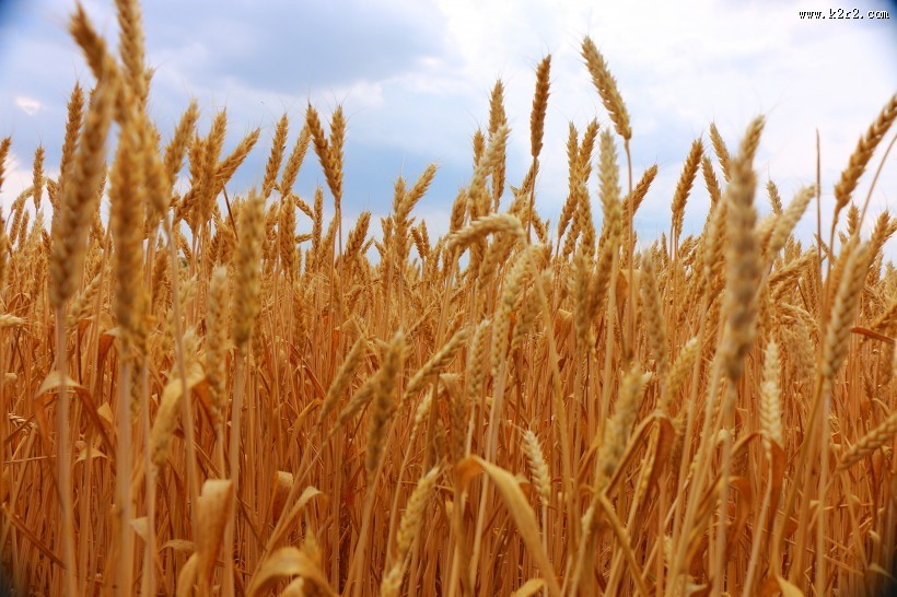 成熟的小麦图片大全