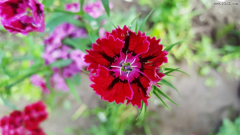 美丽的石竹图片