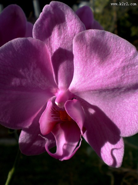 秀丽的蝴蝶兰图片