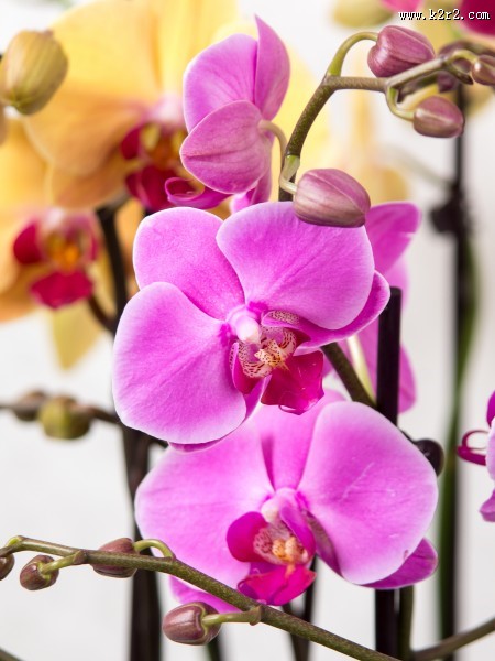 秀丽的蝴蝶兰图片