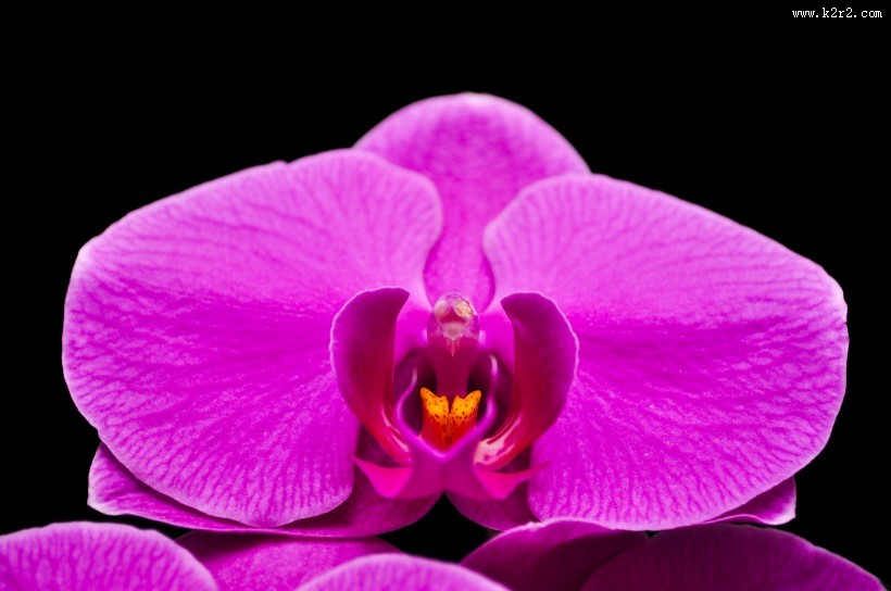 秀丽的蝴蝶兰图片