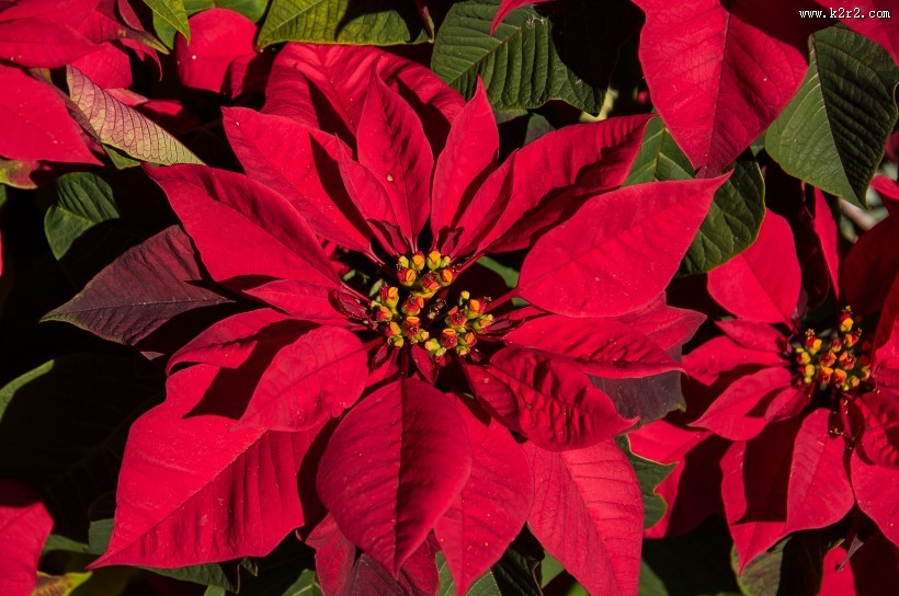 鲜艳的一品红图片