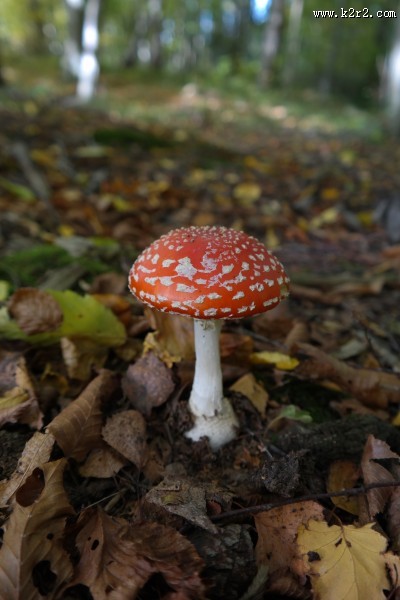 生长在地上的一只红色毒蘑菇图片