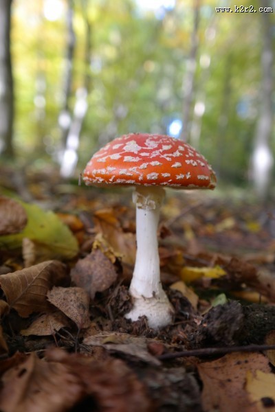 生长在地上的一只红色毒蘑菇图片