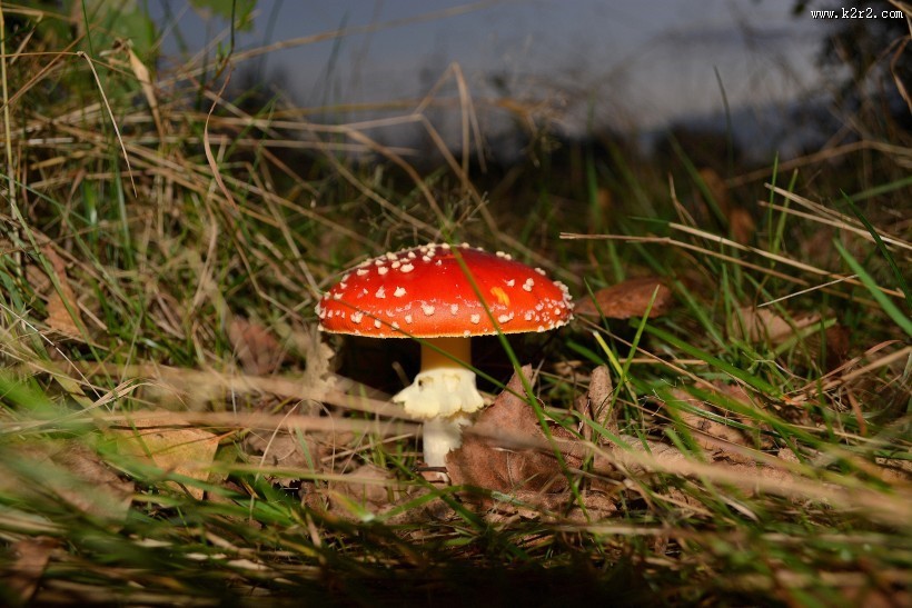 生长在地上的一只红色毒蘑菇图片