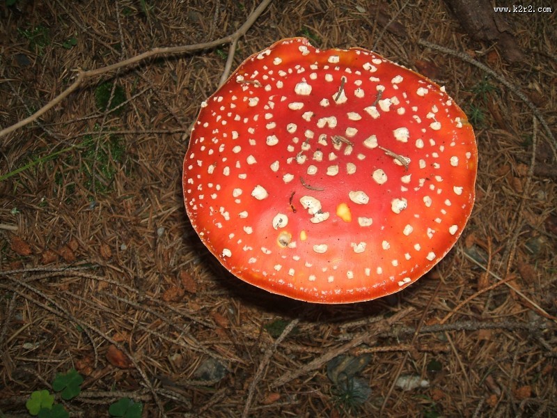生长在地上的一只红色毒蘑菇图片