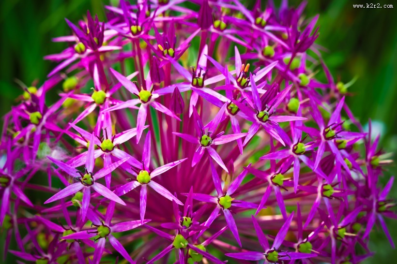 美丽的紫色葱花图片