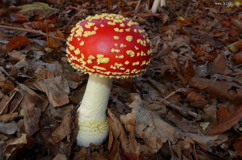 颜色鲜艳的毒蘑菇图片大全