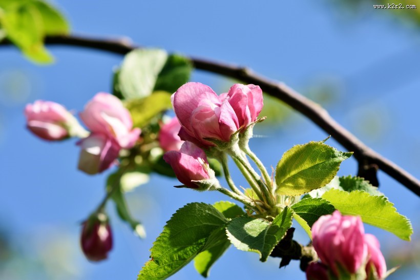 盛开的苹果花图片大全