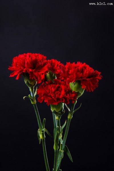 热情似火的红色康乃馨图片
