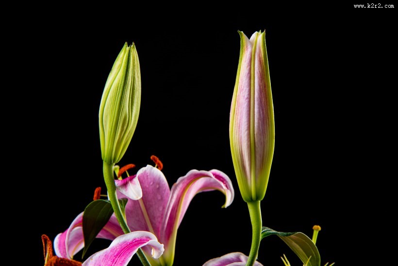 黑色背景的百合花图片大全