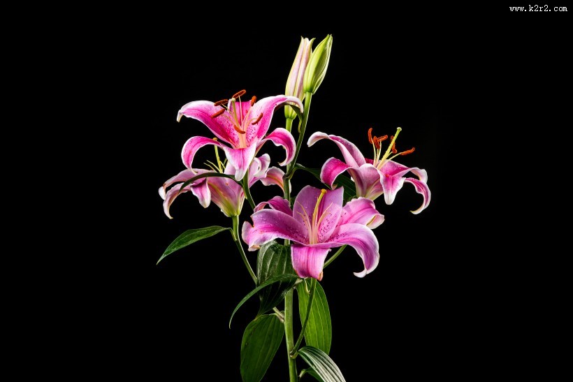 黑色背景的百合花图片大全