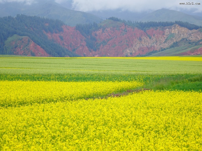 一片金黄色的油菜花田图片