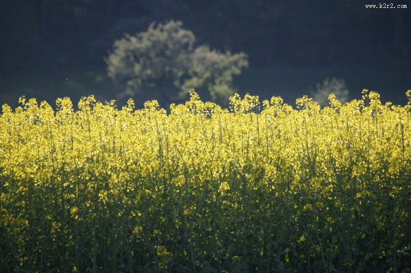 一片金黄色的油菜花田图片