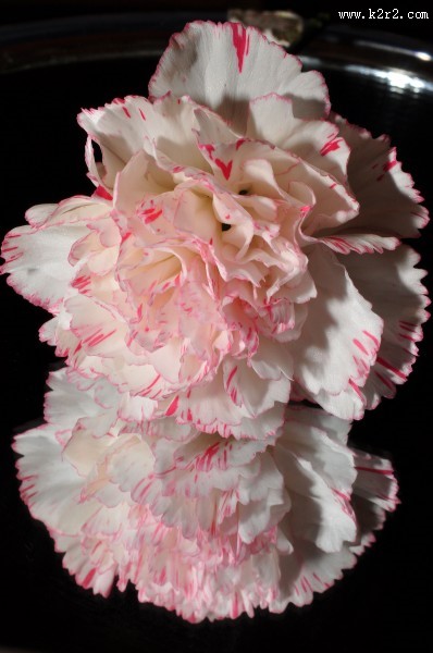 温馨淡雅的康乃馨图片