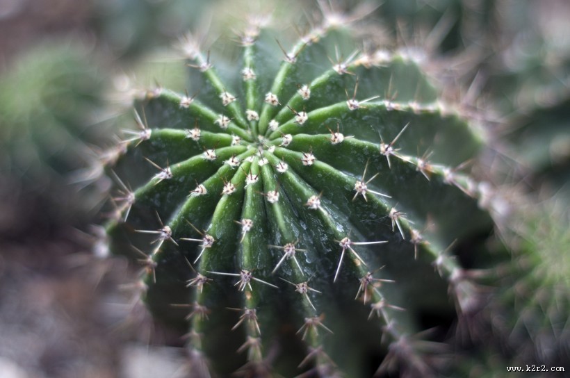 耐旱的仙人掌图片大全
