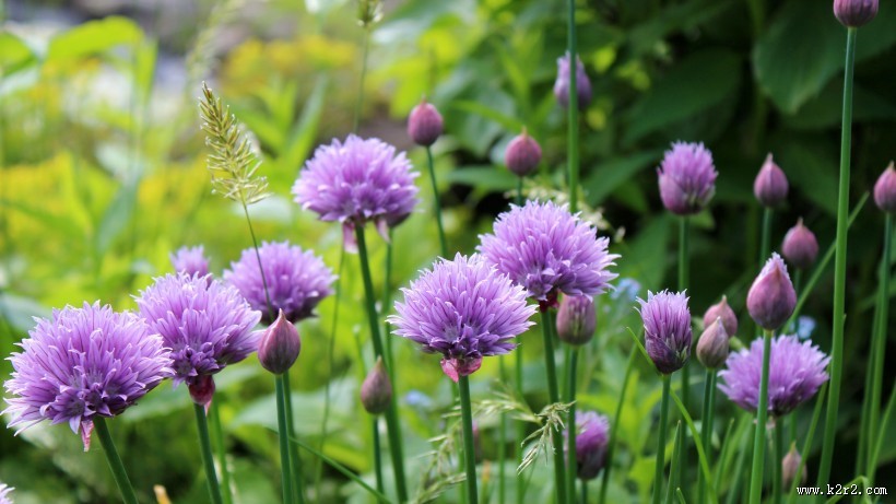 紫色的洋葱花图片大全