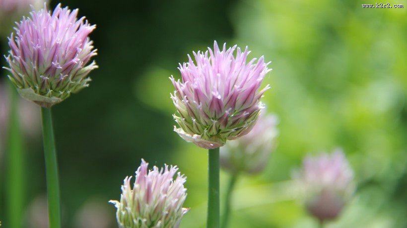 紫色的洋葱花图片大全