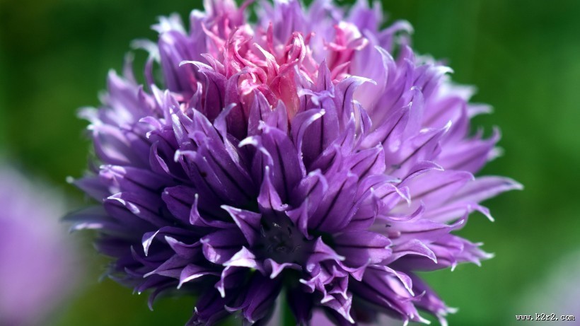 紫色的洋葱花图片大全