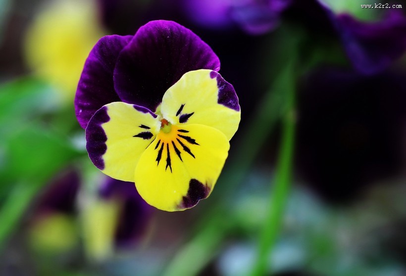 三色堇花图片大全