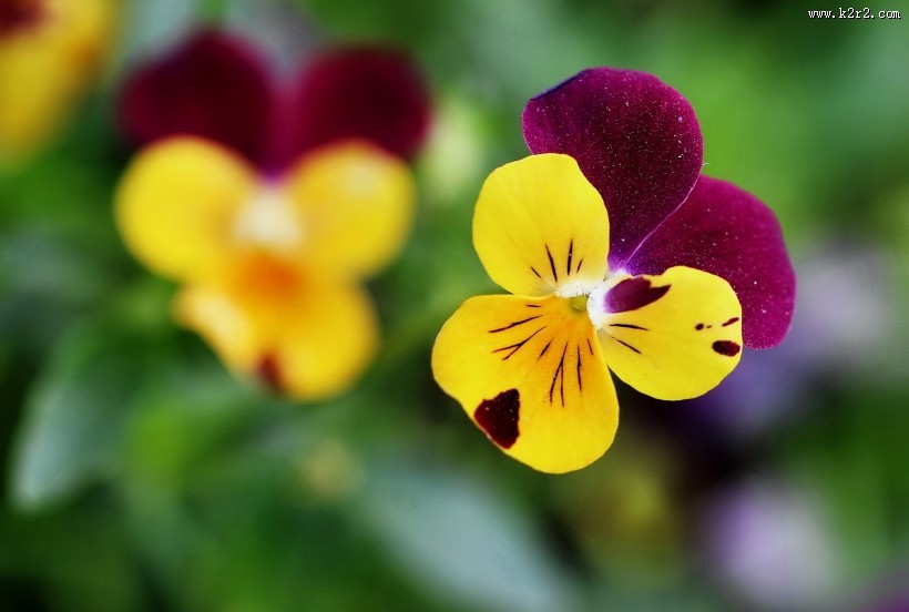 三色堇花图片大全