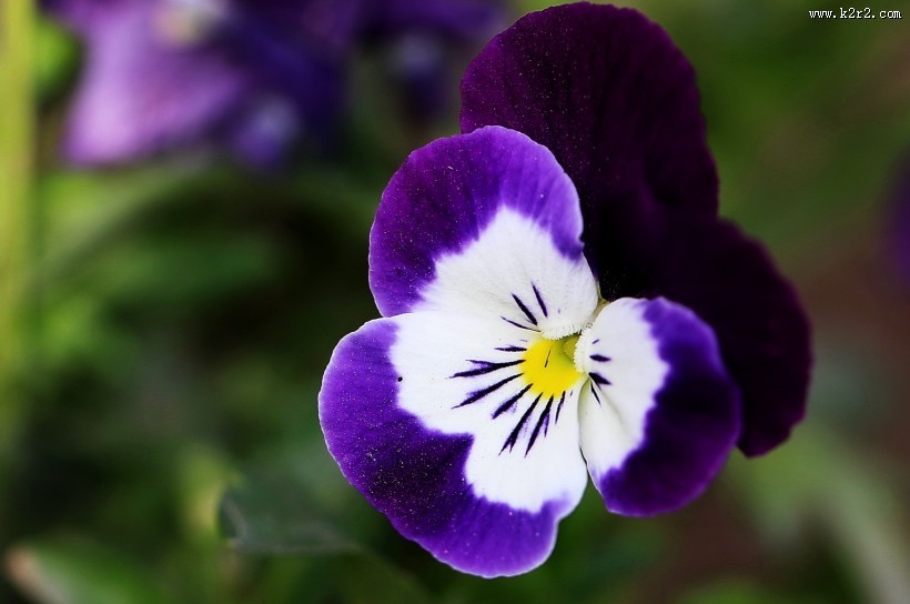 三色堇花图片大全