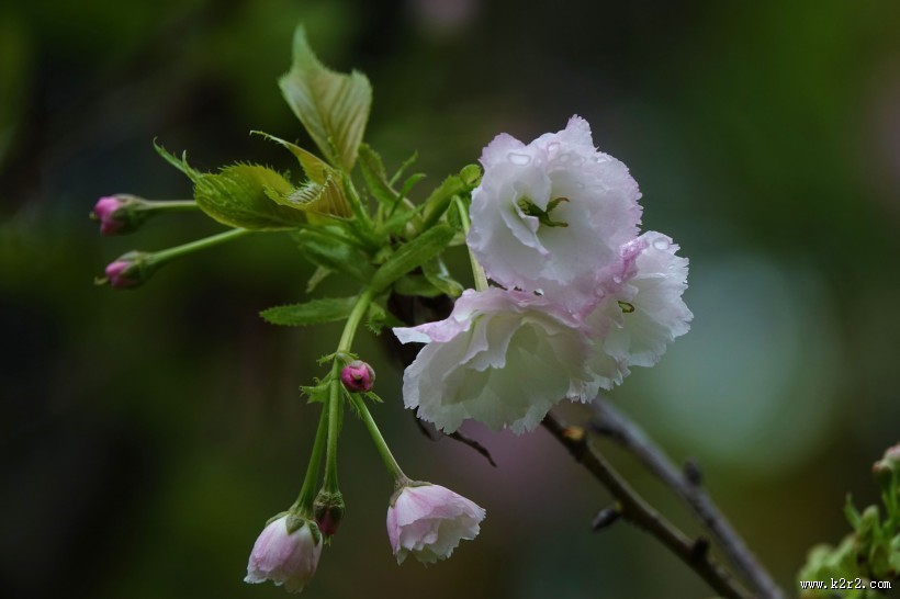 初放盛开的樱花图片