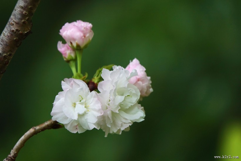 初放盛开的樱花图片
