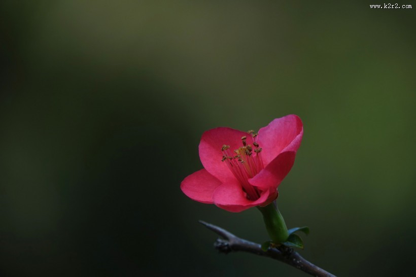 玫红色的海棠花图片